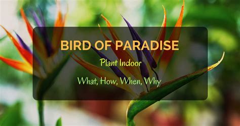 However, if possible, they should receive bright light all day. Bird of Paradise Plant Indoor - What, How, When, Why