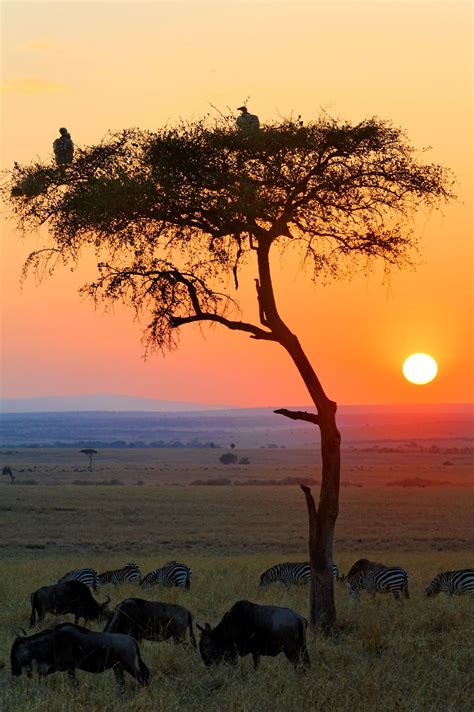 Sunrise In The African Savannah African Sunset Sunrise Scenery