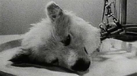 Experiments In The Revival Of Organisms 1940 Mubi