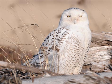 Northwest Nature Notes Snowy Owl Flight Year