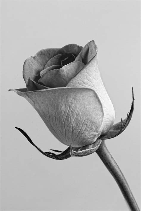 Grayscale Photo Rose Flower Grey Floral Blossom Roses Background