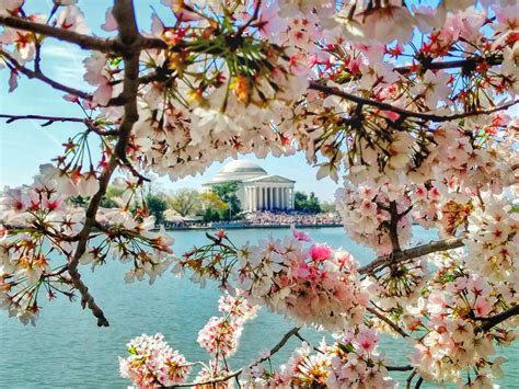 The Jefferson Memorial Through The Cherry Blossoms Smithsonian Photo