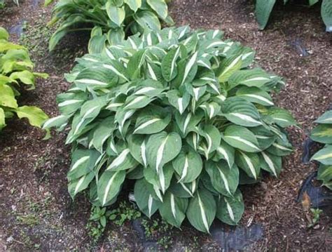 Risky Business Hosta Risky Business Deer Resistant Shade Plants Hostas