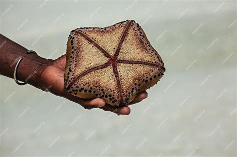 Premium Photo A Pregnant Starfish In The Palm Of Hand Of A Kenyan