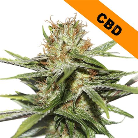 Best Cbd Seeds In South Africa 2021 Wellness Connect