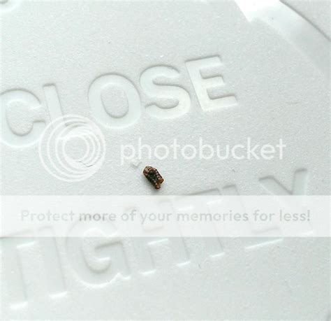 A Bed Bug What Is A Bed Bug Cast Skin