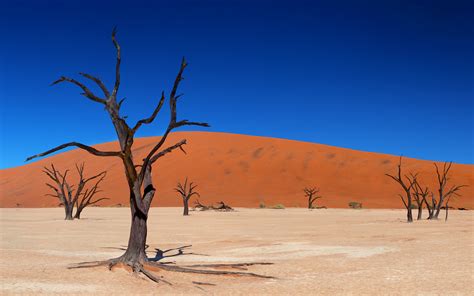Desert HD Wallpaper | Background Image | 2560x1600
