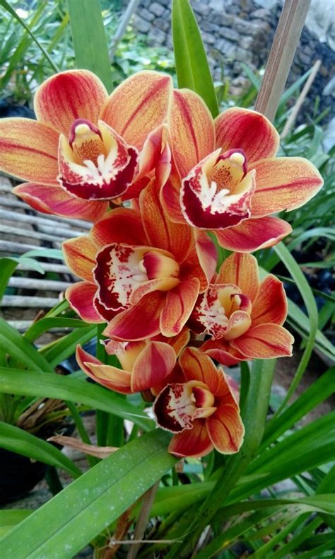 Orange Cymbidium Flowering Size Plant Rs 1500 Unitpiece Darjeeling Gardens Private Limited