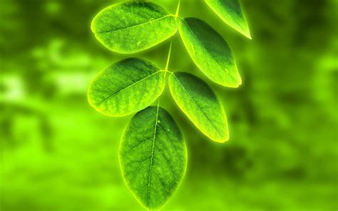 Leaf Green Tree Nature Leaves Beautiful Wallpaper Nature And