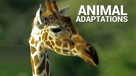 Animal Adaptations Youtube