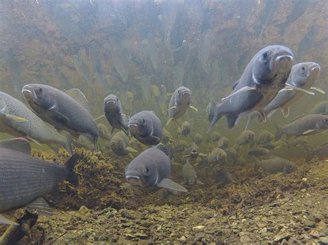 33 Most Beautiful Photos Of Animal Migration -DesignBump
