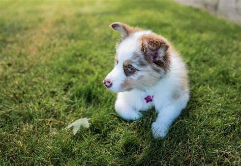 Toy Australian Shepherd Breed Info Pictures Traits And Facts