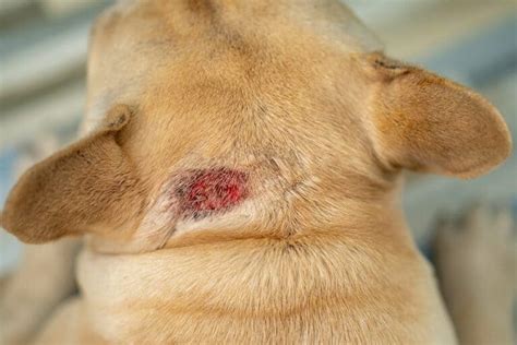 What Are The Crusty Scabs And Bumps On My Dogs Skin Vet Answer