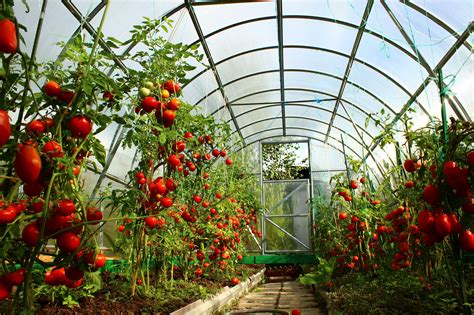 Planting Tomatoes In The Greenhouse Requires A Competent Approach