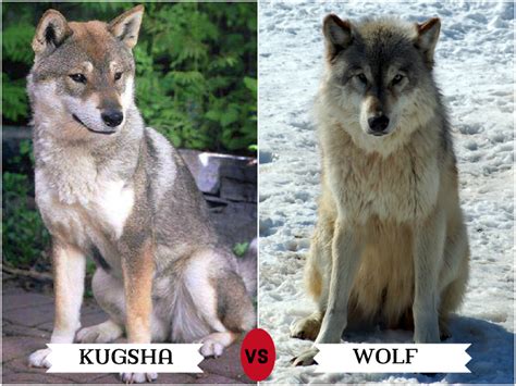 11 Dogs That Look Like Wolves Pethelpful