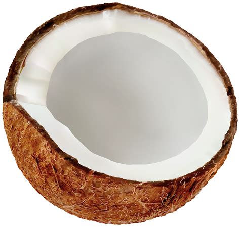 Coconut Tree With Coconut Png Download Coconut Png Picture Hq Png
