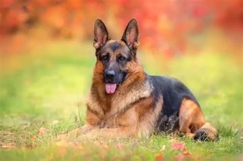 Red German Shepherd Dog Breed Facts And Information