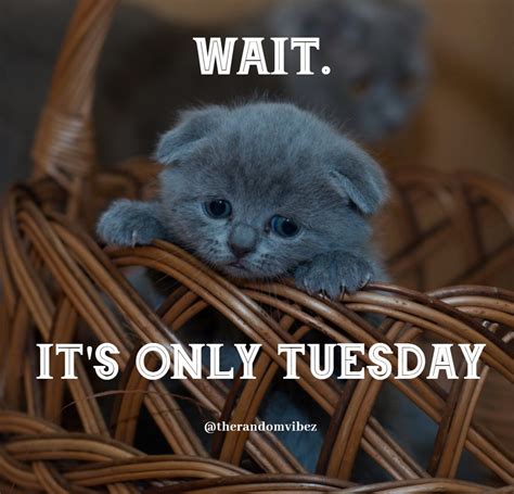 Tuesday Morning Meme Cute