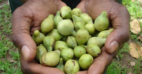 Australias Native Bush Tucker Foods