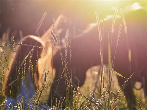 Free Images Nature Branch Light Plant Meadow Sunlight Morning