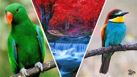 Incredible Jungle Exotic Birds Singing Jungle Waterfall Youtube