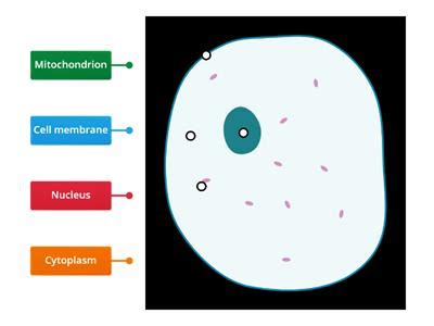 Check spelling or type a new query. Label plant cell - Teaching resources