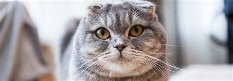 Scottish Fold Cat Breed Information Personality Characteristics Whiskas
