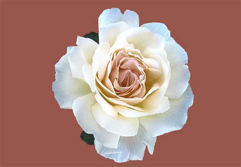 1000 Great White Rose Photos · Pexels · Free Stock Photos