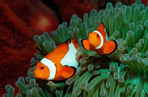 Two Clown Anemonefishes Amphiprion License Image 70163604 Image