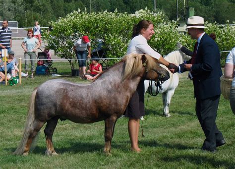 9 Things You Didn't Know About The Shetland Pony - iHeartHorses.com
