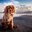 10 Greatest Dog Quotes That Prove A Is The Best Gift  Dogs Are