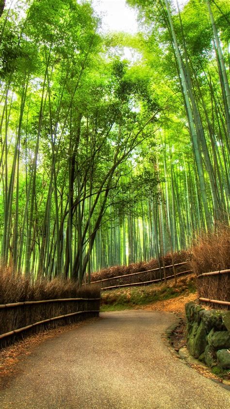 Sagano Bamboo Forest Wallpapers Wallpaper Cave