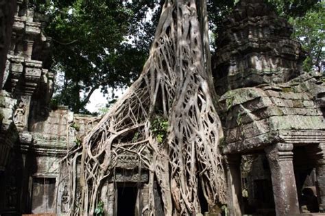 Cambodia Temples Captured In Stone Engulfed By Nature