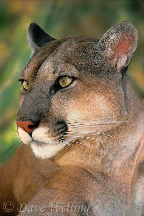 Environnementaliste Monarque Similarité Puma Animal Usa Autorité