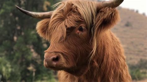 Scottish Highland Cattle Quick Intro To This Gentle Docile And