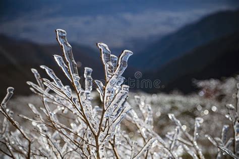 The Twig Of A Shrub In A Snow Mountain Are Covered With A Layer Of Ice