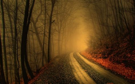 Download Foggy Road In Dark Forest Hd Wallpaper By Wendyl59 Foggy