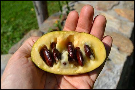The Indigenous Agriculture Of The Americas Pawpaw Fruit The