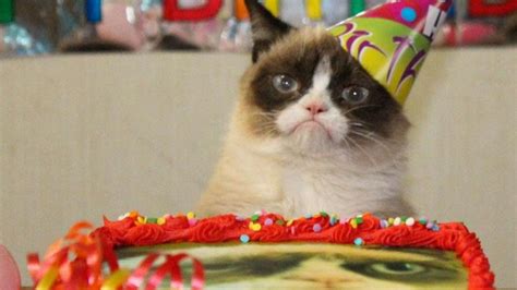 Happy Birthday Grumpy Cat Pictures Huffpost Uk Comedy