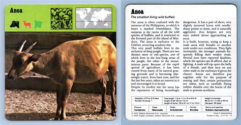 Anoa Mammals 1970s Rencontre Safari Wildlife Card