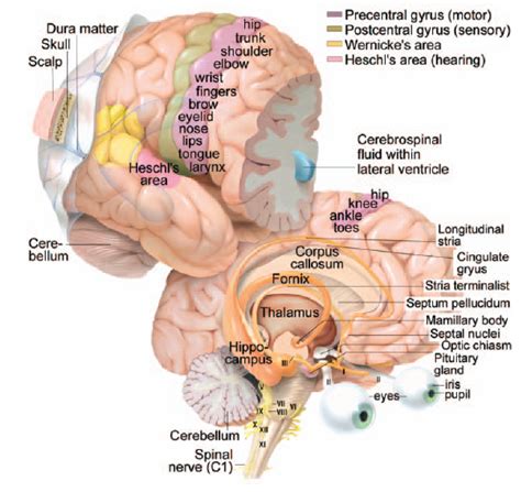 Which Skills Are Controlled By The Left Cerebral Hemisphere And Which