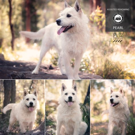 Pearl Medium Female Siberian Husky X Irish Wolfhound Mix Dog In Nsw
