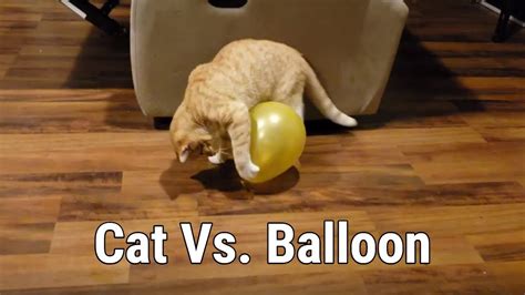 Cat Vs Balloon Youtube