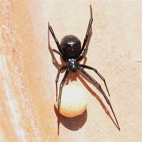 Black Widow Latrodectus Mactans Bugguidenet
