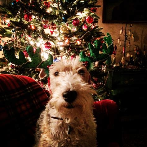 It's powered by 4 aa. Pin by Susan Olson on Hey, thats my dog. | Fox terrier ...