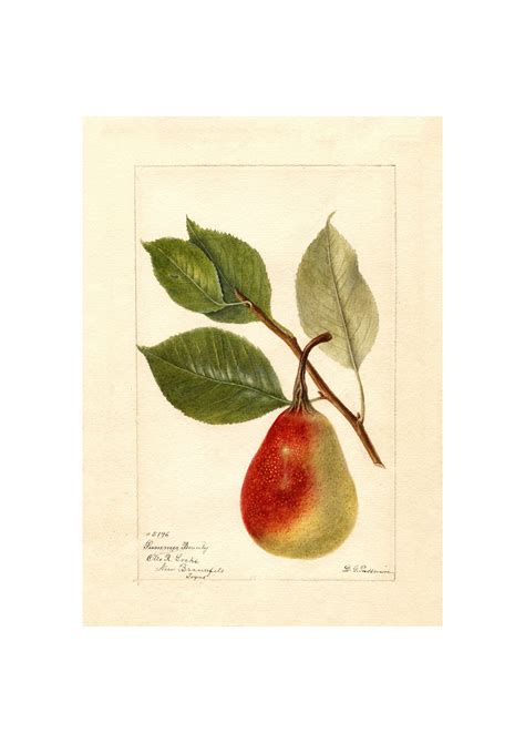 Prints C 1911 Pear Antique Lithograph Original Antique Fruit