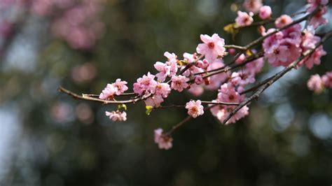 Download 3840x2160 Wallpaper Blur Bokeh Cherry Blossom Spring