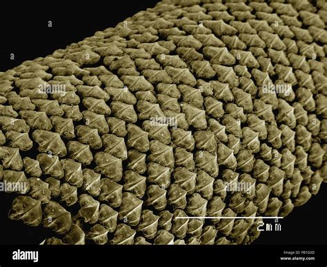 Shark Skin Close Up Hi Res Stock Photography And Images Alamy