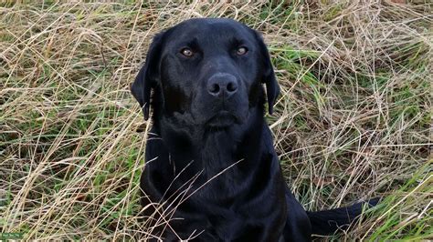 Black Labrador Dog For Stud Only Stud Dog In Midlothian United