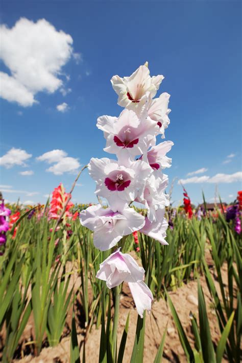 When your gladiolus bulb will sprout depends entirely on when you plant them. When to Plant Gladiolus - Gardenerdy